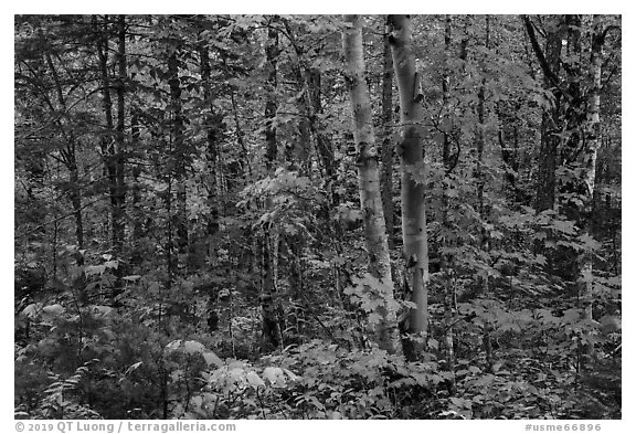 Deciduous northern hardwood forest in autumn. Katahdin Woods and Waters National Monument, Maine, USA (black and white)