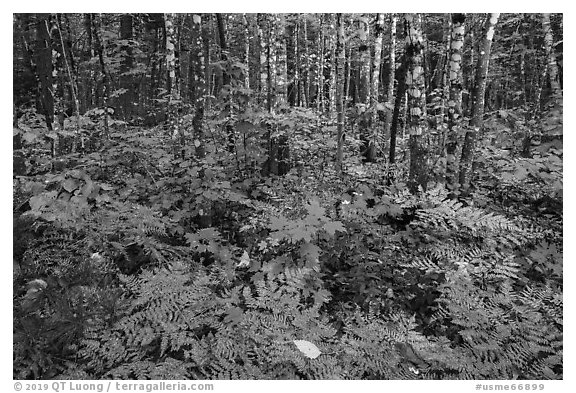 Deciduous northern hardwood forest with lush and colorful undergrowth in autumn. Katahdin Woods and Waters National Monument, Maine, USA (black and white)