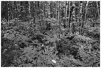Deciduous northern hardwood forest with lush and colorful undergrowth in autumn. Katahdin Woods and Waters National Monument, Maine, USA ( black and white)