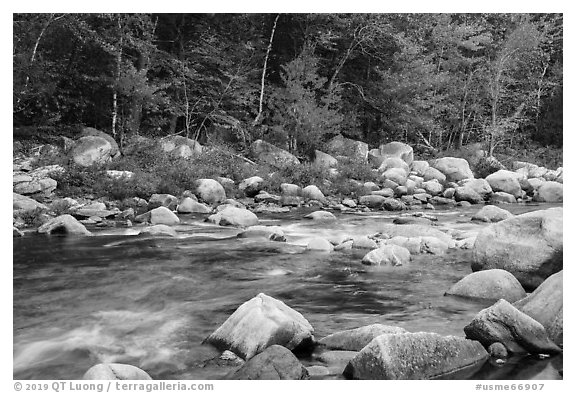 Wassatotaquoik Stream and hardwood trees in autumn. Katahdin Woods and Waters National Monument, Maine, USA (black and white)