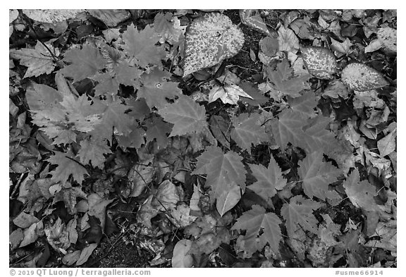 Close-up of autumn leaves. Katahdin Woods and Waters National Monument, Maine, USA (black and white)
