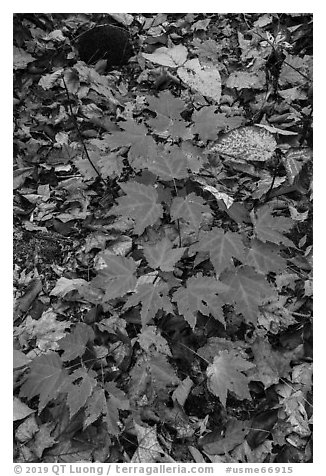 Red and green leaves on forest floor. Katahdin Woods and Waters National Monument, Maine, USA (black and white)