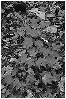 Red and green leaves on forest floor. Katahdin Woods and Waters National Monument, Maine, USA ( black and white)