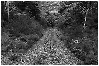 Wassatotaquoik Road in autumn. Katahdin Woods and Waters National Monument, Maine, USA ( black and white)