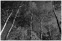 Autumn aspen and blue sky. Katahdin Woods and Waters National Monument, Maine, USA ( black and white)