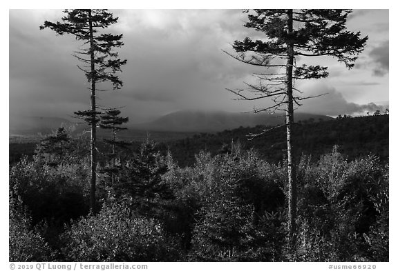 Spruce and hardwood trees, late afternoon. Katahdin Woods and Waters National Monument, Maine, USA (black and white)