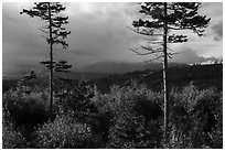 Spruce and hardwood trees, late afternoon. Katahdin Woods and Waters National Monument, Maine, USA ( black and white)