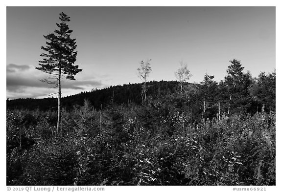 Trees and distant hill in autumn. Katahdin Woods and Waters National Monument, Maine, USA (black and white)
