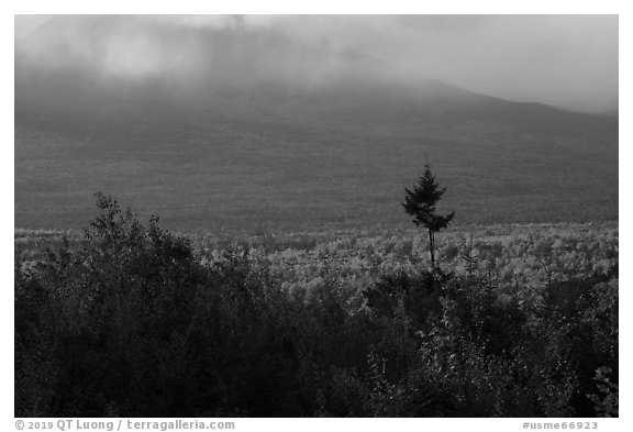 Valley with northern hardoods trees in autumn. Katahdin Woods and Waters National Monument, Maine, USA (black and white)