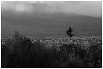 Valley with northern hardoods trees in autumn. Katahdin Woods and Waters National Monument, Maine, USA ( black and white)