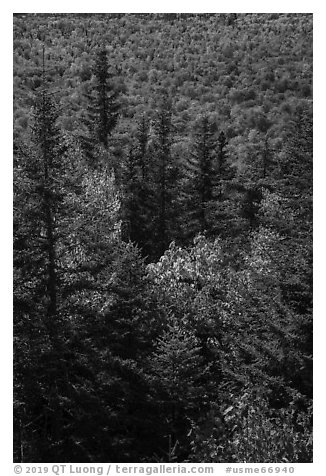 Spruce and northern hardwood forest in autumn. Katahdin Woods and Waters National Monument, Maine, USA (black and white)