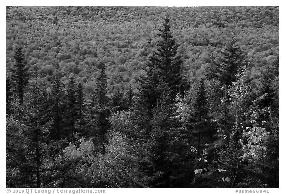 Spruce and valley covered by northern hardwood trees in autumn. Katahdin Woods and Waters National Monument, Maine, USA (black and white)