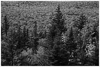 Spruce and valley covered by northern hardwood trees in autumn. Katahdin Woods and Waters National Monument, Maine, USA ( black and white)