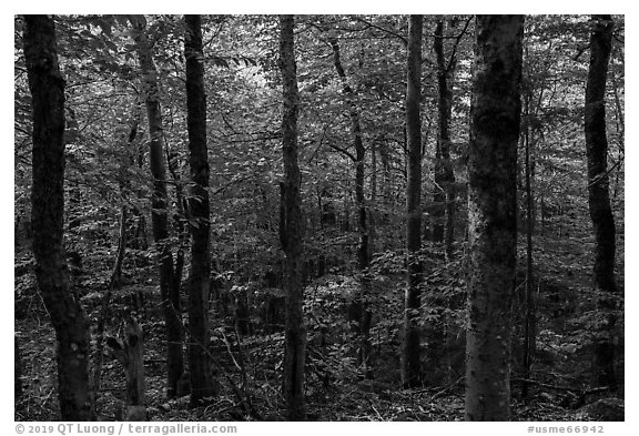 Mature softwood forest, Barnard Mountain. Katahdin Woods and Waters National Monument, Maine, USA (black and white)