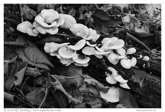 Close up of mushrooms. Katahdin Woods and Waters National Monument, Maine, USA (black and white)