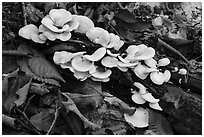 Close up of mushrooms. Katahdin Woods and Waters National Monument, Maine, USA ( black and white)
