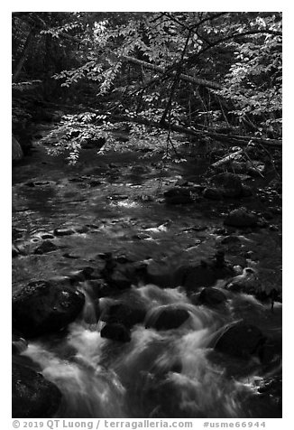 Branches in autumn foliage overhanging above Katahdin Brook. Katahdin Woods and Waters National Monument, Maine, USA (black and white)