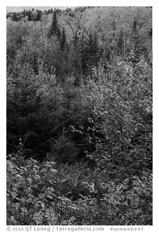 Mix of hardwoods and conifers in autumn. Katahdin Woods and Waters National Monument, Maine, USA (black and white)