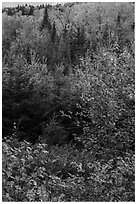 Mix of hardwoods and conifers in autumn. Katahdin Woods and Waters National Monument, Maine, USA ( black and white)