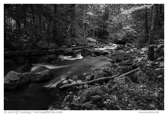 Hardwood forest and Katahdin Brook in autunm. Katahdin Woods and Waters National Monument, Maine, USA (black and white)