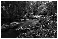 Hardwood forest and Katahdin Brook in autunm. Katahdin Woods and Waters National Monument, Maine, USA ( black and white)
