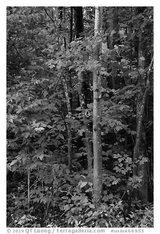 Trees with red maple leaves. Katahdin Woods and Waters National Monument, Maine, USA (black and white)