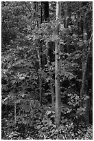 Trees with red maple leaves. Katahdin Woods and Waters National Monument, Maine, USA ( black and white)