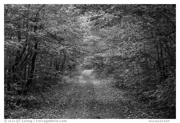 Gravel road and tunnel of trees in autumn. Katahdin Woods and Waters National Monument, Maine, USA (black and white)