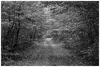 Gravel road and tunnel of trees in autumn. Katahdin Woods and Waters National Monument, Maine, USA ( black and white)