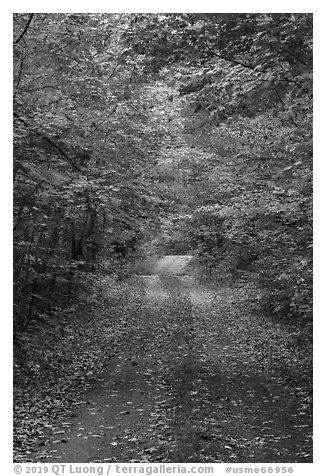 Road in autumn forest. Katahdin Woods and Waters National Monument, Maine, USA (black and white)