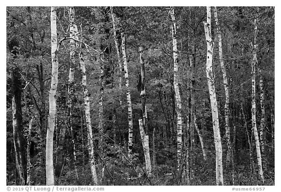 Birch trees and colorful autumn foliage. Katahdin Woods and Waters National Monument, Maine, USA (black and white)