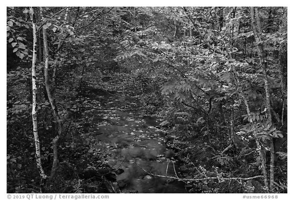 Stream in autumn forest. Katahdin Woods and Waters National Monument, Maine, USA (black and white)
