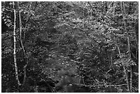 Stream in autumn forest. Katahdin Woods and Waters National Monument, Maine, USA ( black and white)