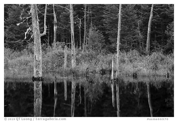 Dead trees reflected in Fist Marsh. Katahdin Woods and Waters National Monument, Maine, USA (black and white)