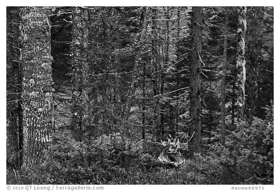 Mature spruce fir forest along esker. Katahdin Woods and Waters National Monument, Maine, USA (black and white)