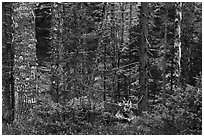 Mature spruce fir forest along esker. Katahdin Woods and Waters National Monument, Maine, USA ( black and white)