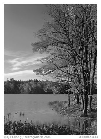 Lake with red maple in fall colors, Hiawatha National Forest. Upper Michigan Peninsula, USA (black and white)