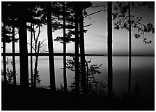 Trees and sunset, Lake Superior. Upper Michigan Peninsula, USA (black and white)