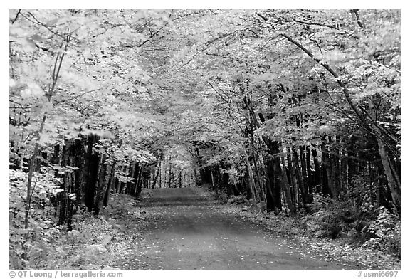 Rural road with fall colors, Hiawatha National Forest. Upper Michigan Peninsula, USA (black and white)