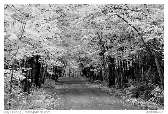 Rural road with fall colors, Hiawatha National Forest. Upper Michigan Peninsula, USA