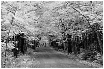 Rural road with fall colors, Hiawatha National Forest. Upper Michigan Peninsula, USA (black and white)