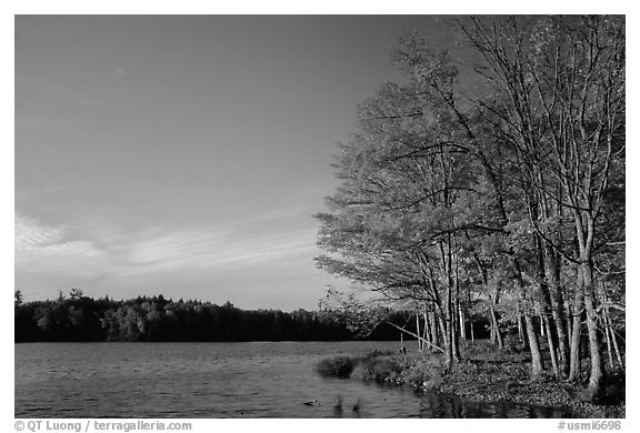 Lake with red maple in fall colors, Hiawatha National Forest. Upper Michigan Peninsula, USA (black and white)