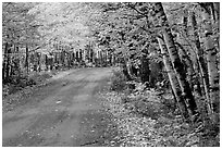 Rural road with fall colors, Hiawatha National Forest. Upper Michigan Peninsula, USA (black and white)