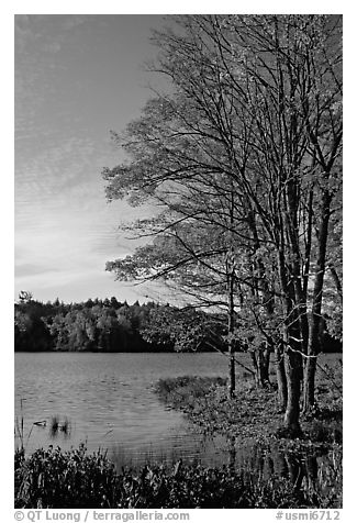 Lake with red maple in fall colors, Hiawatha National Forest. Upper Michigan Peninsula, USA (black and white)