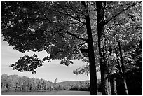 Tree and lake, Hiawatha National Forest. Upper Michigan Peninsula, USA ( black and white)