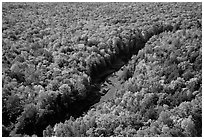 River and trees in autumn colors, Porcupine Mountains State Park. Upper Michigan Peninsula, USA ( black and white)