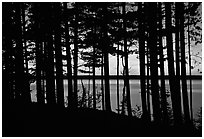 Lake Superior seen through dense trees at sunset,  Pictured Rocks National Lakeshore. Upper Michigan Peninsula, USA ( black and white)