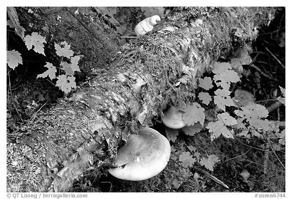 Log and mushroom, Grand Portage State Park. Minnesota, USA (black and white)