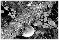 Log and mushroom, Grand Portage State Park. Minnesota, USA ( black and white)