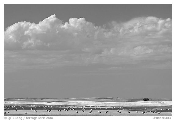 Yellow field with rolls of hay. North Dakota, USA